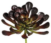 AEONIUM, FLOR VINO