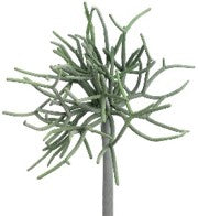 MEDUSA, RAMA CACTUS