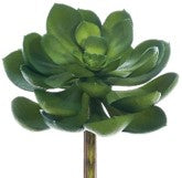 CURVÉ, SUCULENTA VERDE