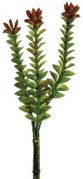 CRASSULA, VARA SUCULENTA VERDE/GUINDA