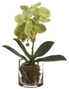 SYNA, PLANTA