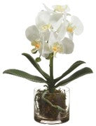 RAISSA, ARREGLO FLORAL PLANTA