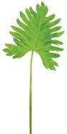 CÍCLOPE, HOJA