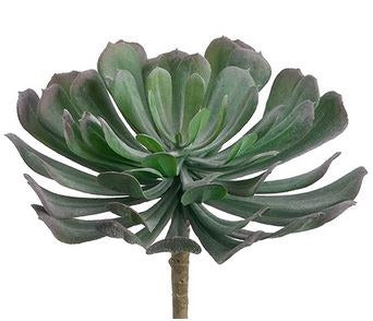 ANGELO, SUCULENTA VERDE 6H5´´D