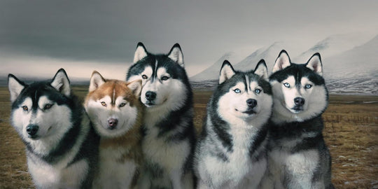 DOGS, LIBRO TIM FLACH