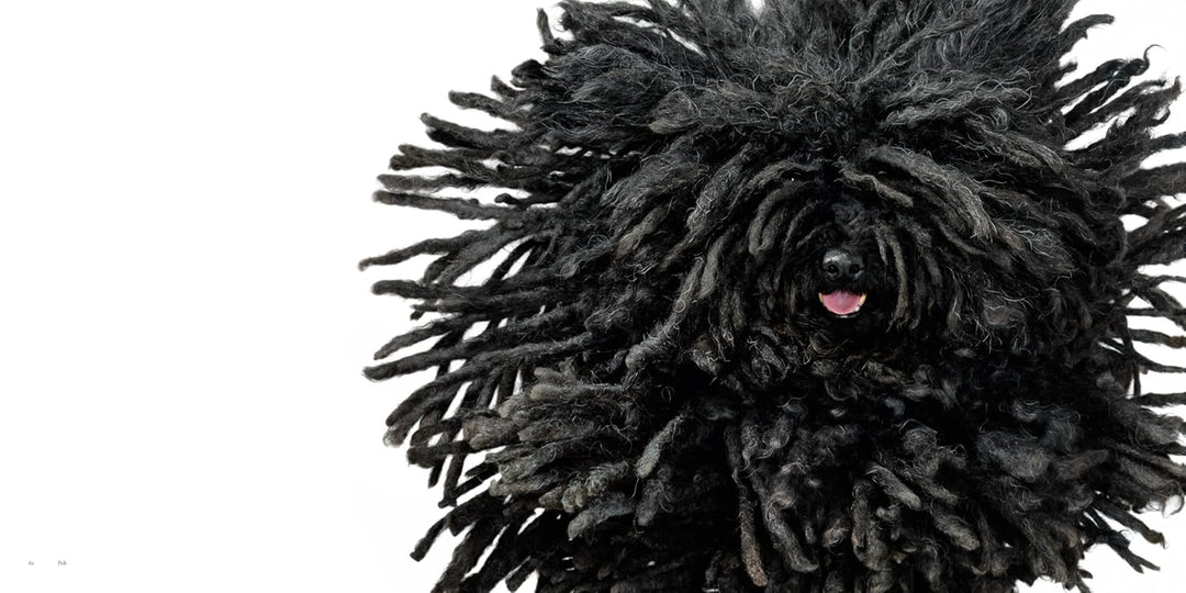 DOGS, LIBRO TIM FLACH