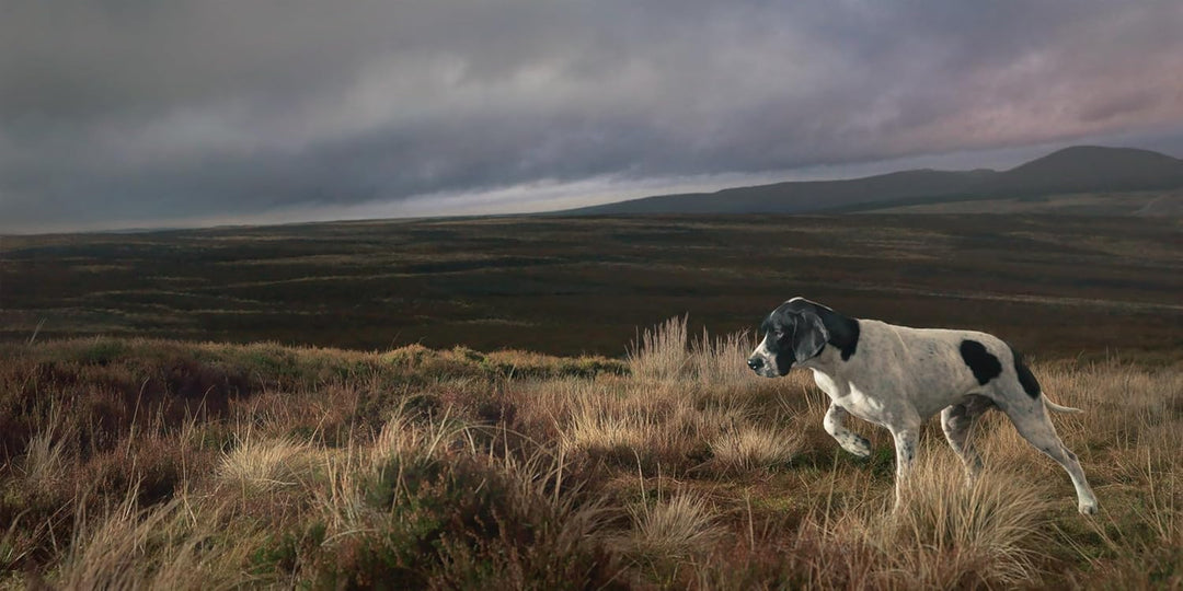 DOGS, LIBRO TIM FLACH