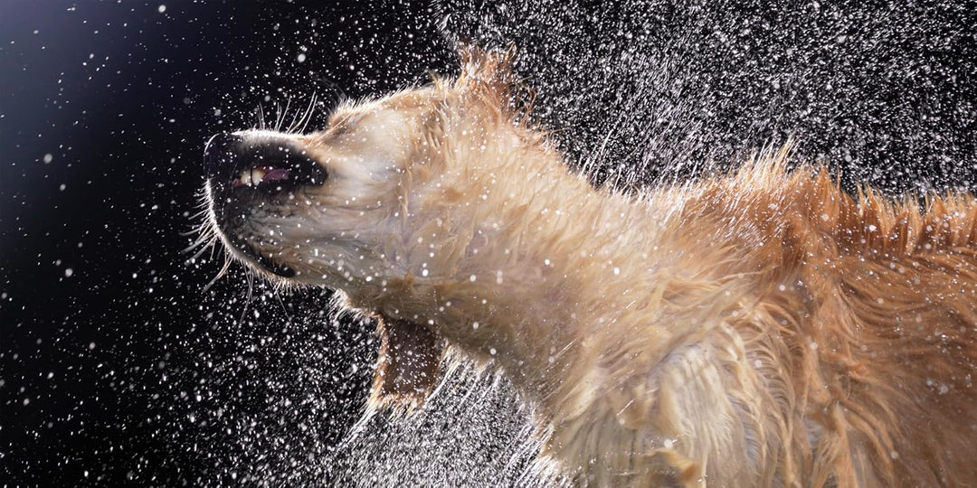 DOGS, LIBRO TIM FLACH