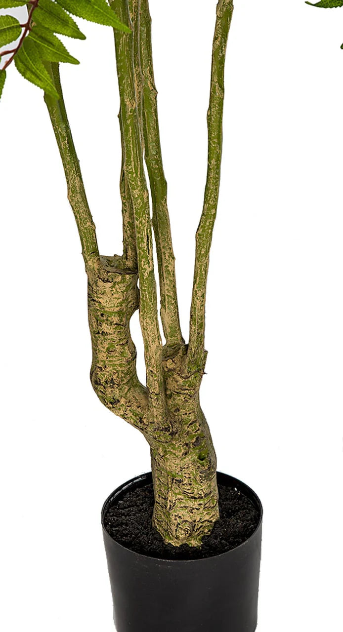 THAUVIN, ARBOL CAOBA