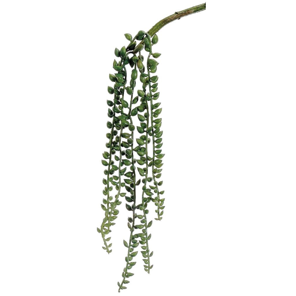 SENECIO VINE