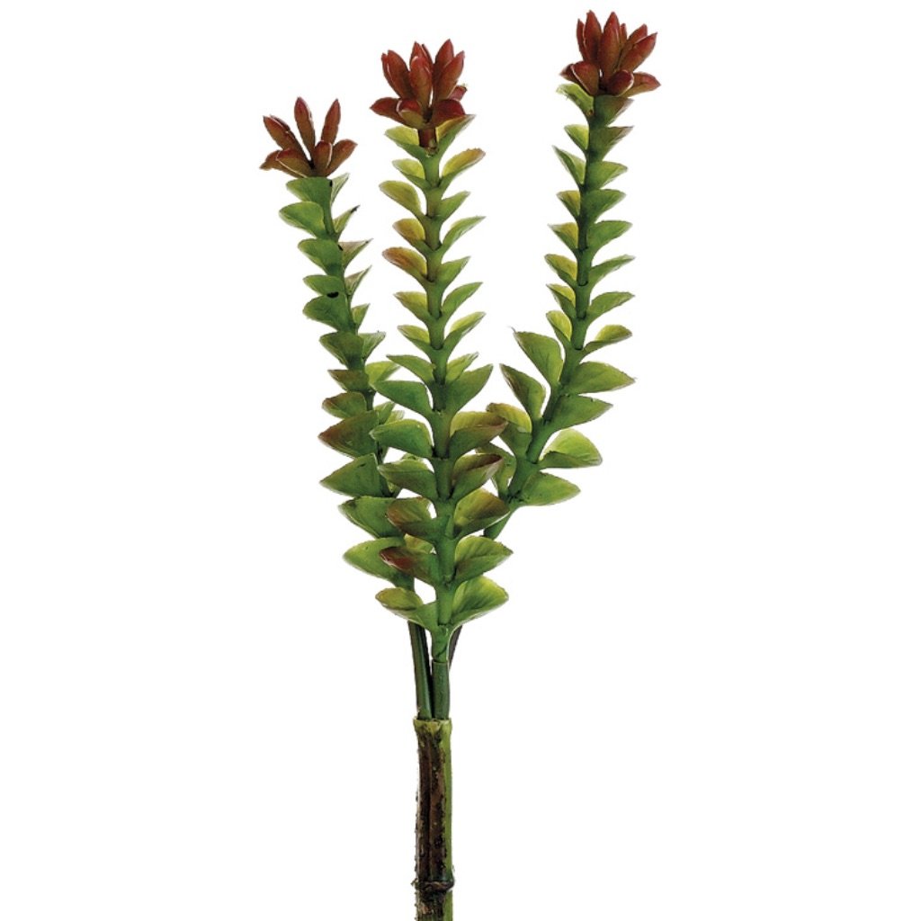 CRASSULA