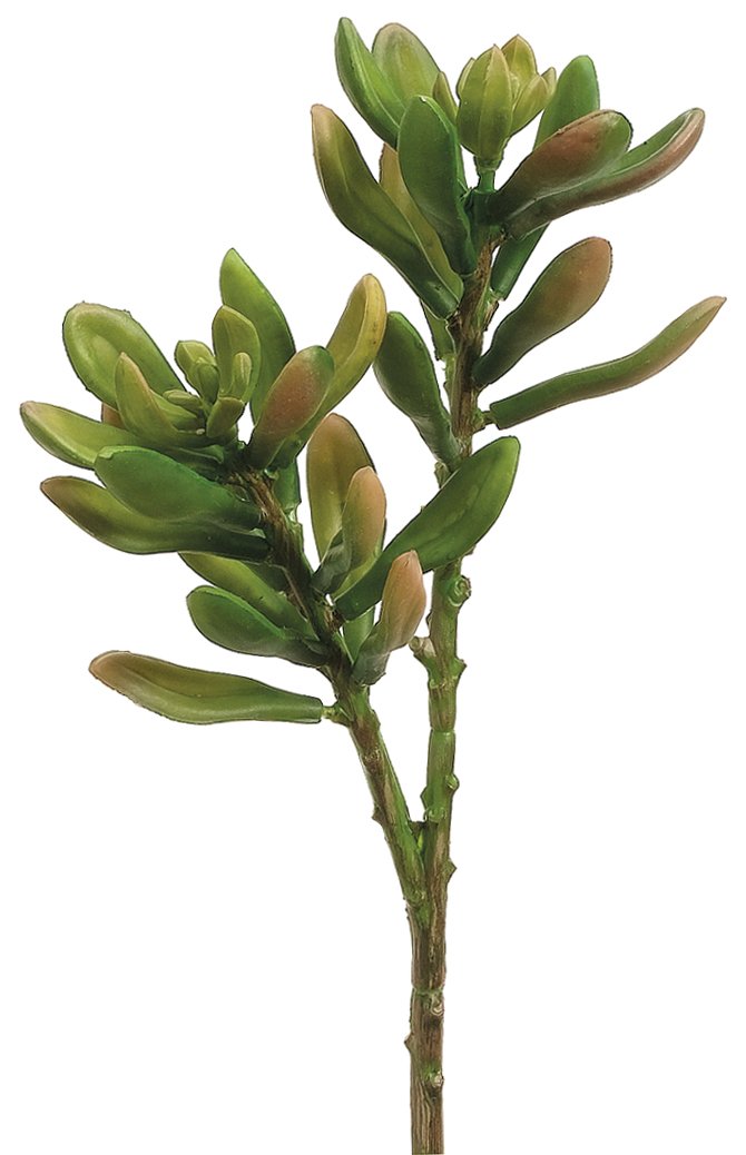 PLANTA JADE